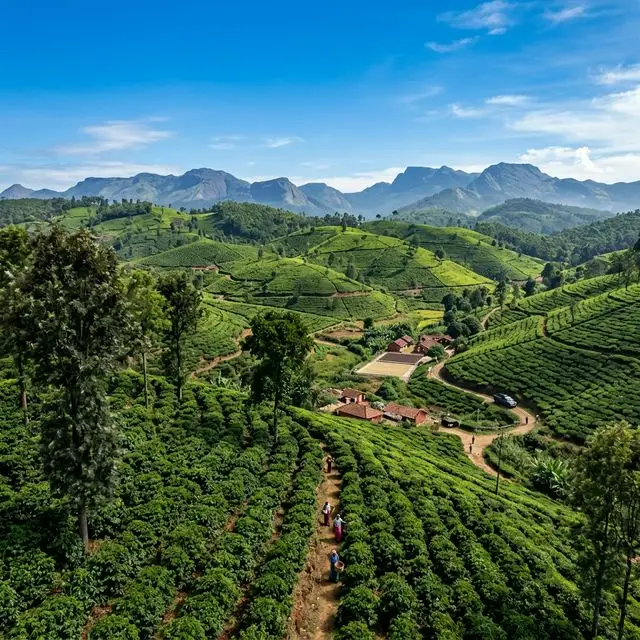 Trending Mysore Taxi Deal: Chikmagalur Coffee Tour